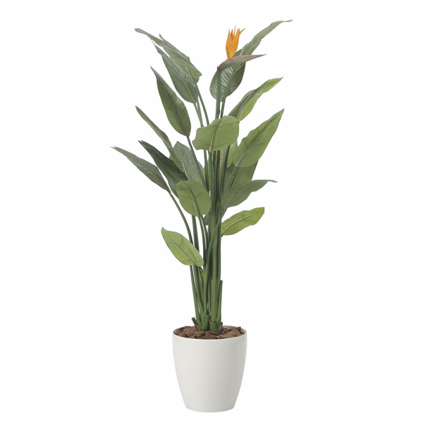 ストレチア花付き1.5 (鉢付)